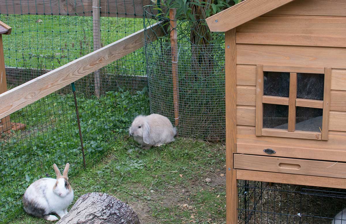 Die-Straußenfarm-am-Lindenhof-in-Auffen-häschen
