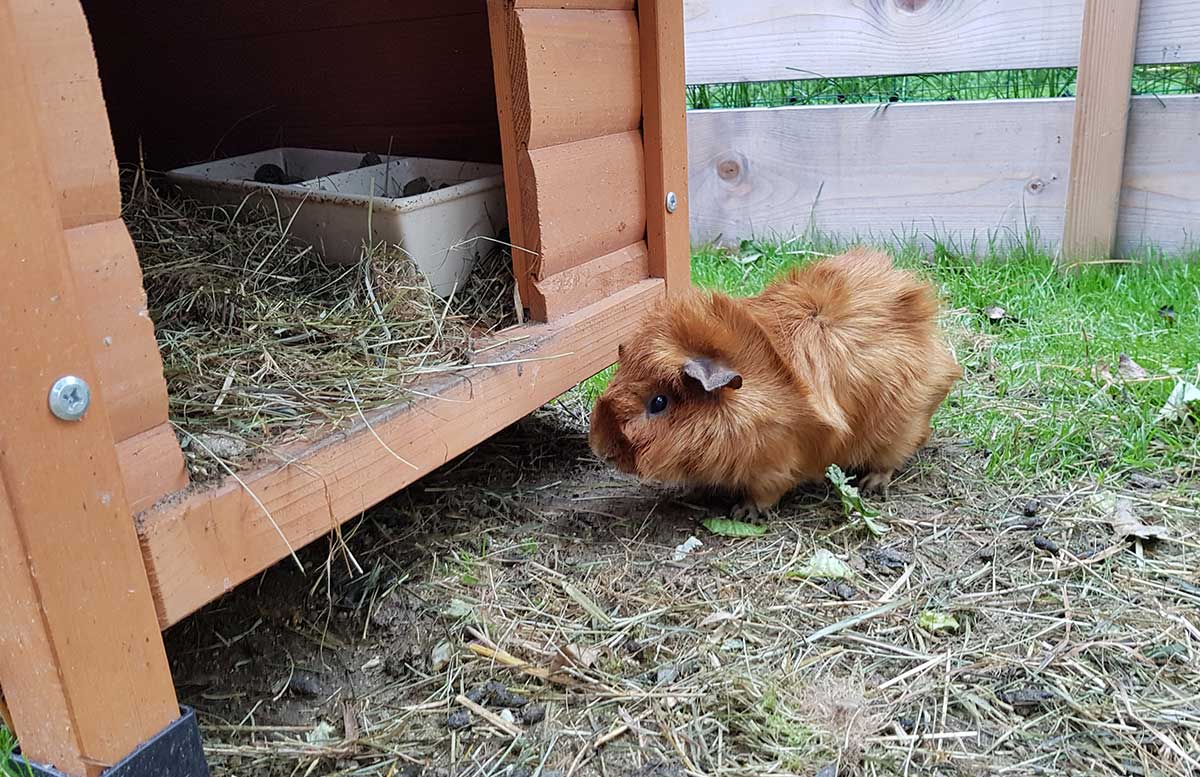 Die-Straußenfarm-am-Lindenhof-in-Auffen-meerschweinchen