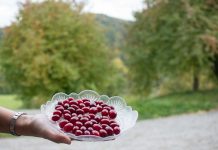 Genussreise ins Mostviertel – Von Dirndln und Heilkräutern Genussreise-ins-Mostviertel-Von-Dirndlkirschen-und-Heilkräutern-dirndl-beeren