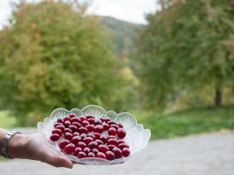 Genussreise-ins-Mostviertel-Von-Dirndlkirschen-und-Heilkräutern-dirndl-beeren