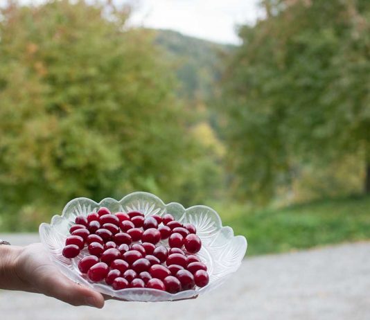 Genussreise ins Mostviertel – Von Dirndln und Heilkräutern Genussreise-ins-Mostviertel-Von-Dirndlkirschen-und-Heilkräutern-dirndl-beeren