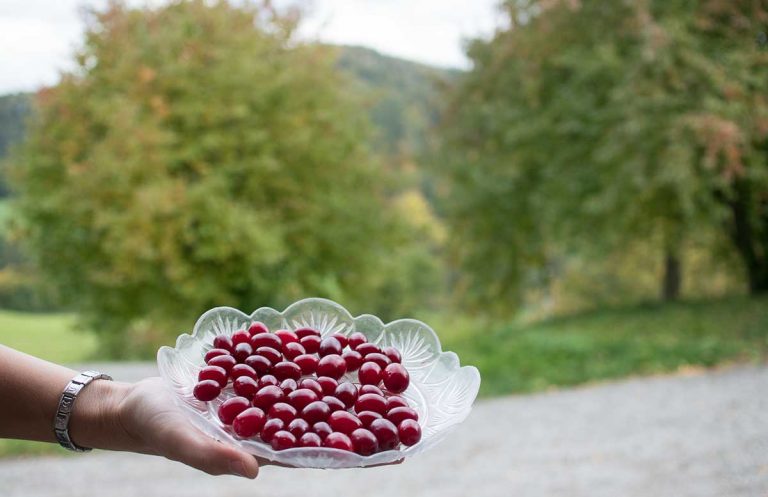 Genussreise-ins-Mostviertel-Von-Dirndlkirschen-und-Heilkräutern-dirndl-beeren