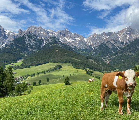 5 Ausflugstipps für Familien in Maria Alm 6-Ausflugstipps-für-Familien-in-Maria-Alm-almkuh
