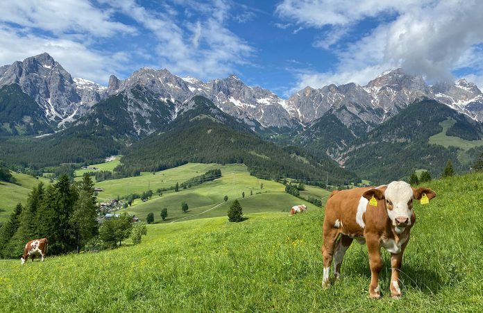 5 Ausflugstipps für Familien in Maria Alm 6-Ausflugstipps-für-Familien-in-Maria-Alm-almkuh