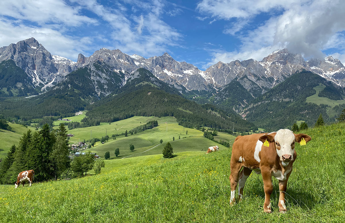6-Ausflugstipps-für-Familien-in-Maria-Alm-almkuh