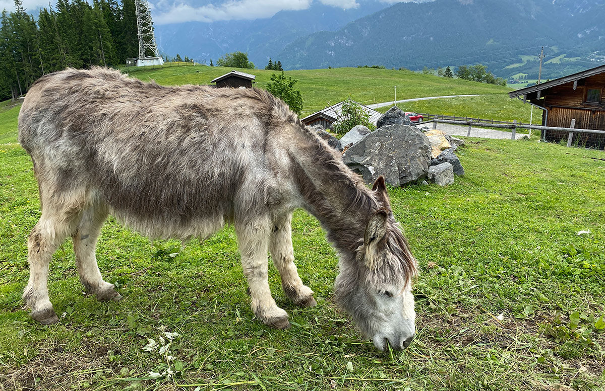 6-Ausflugstipps-für-Familien-in-Maria-Alm-esel