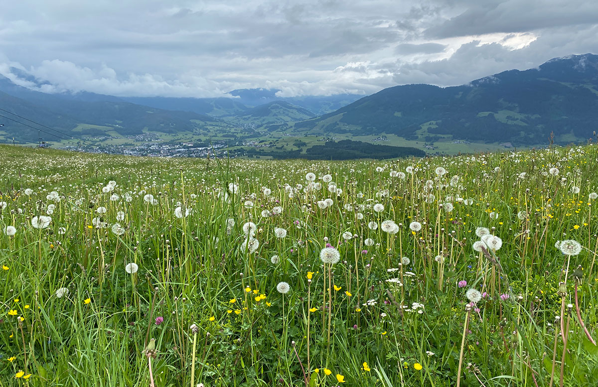 6-Ausflugstipps-für-Familien-in-Maria-Alm-wiese