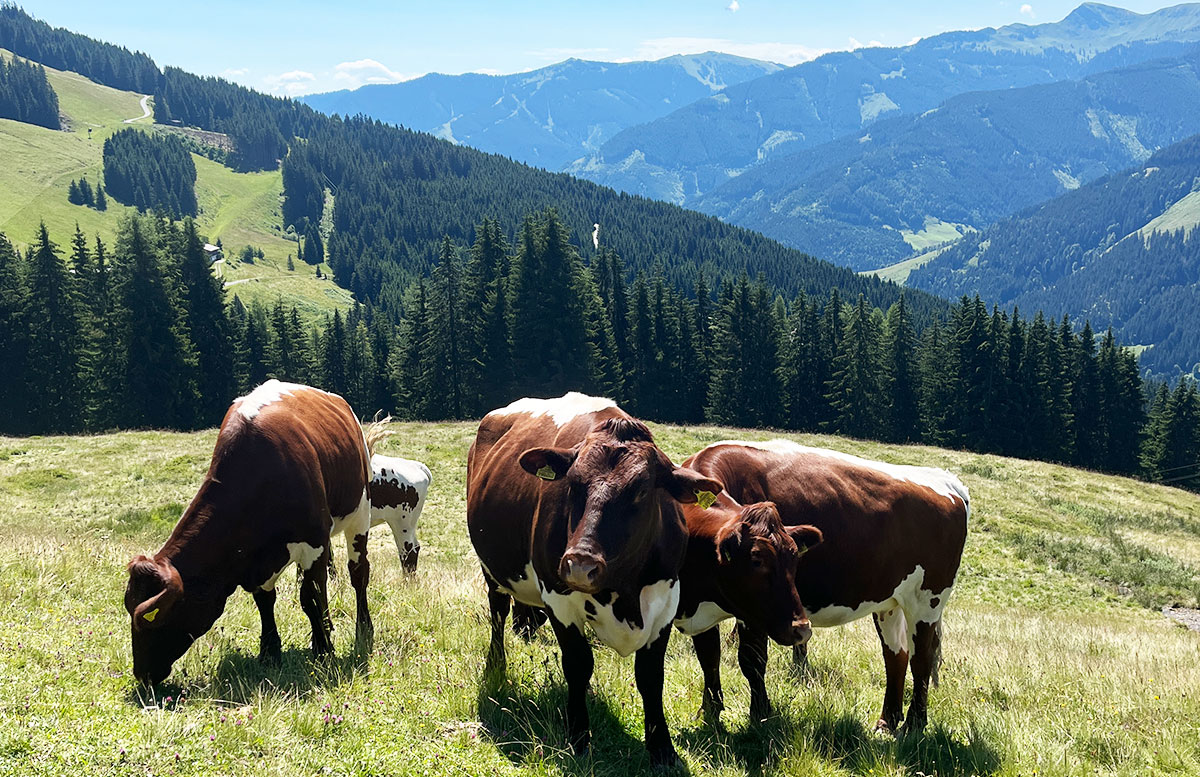 All-Inclusive-Hotel-Die-Sonne-Family-und-Spa-kuhbild