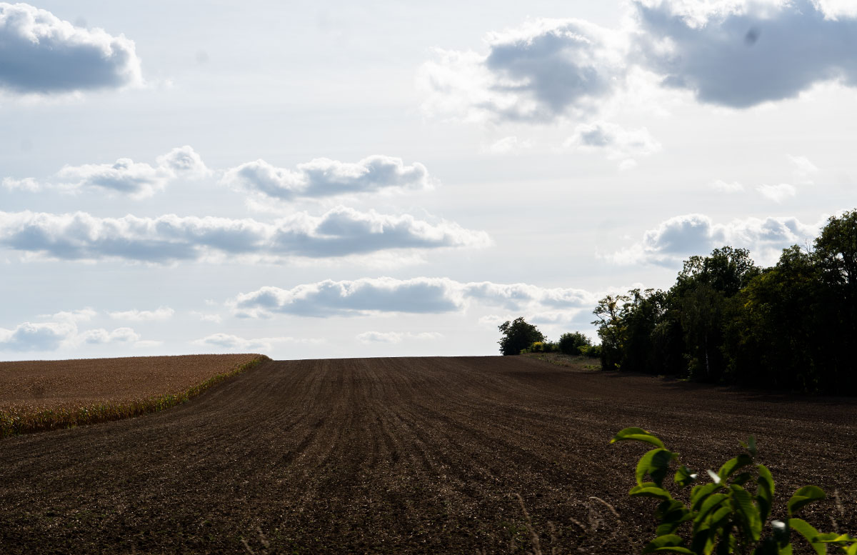 Alpaka-Wanderung-und-Draisinenfahrt-im-Weinviertel-wolken-und-feld