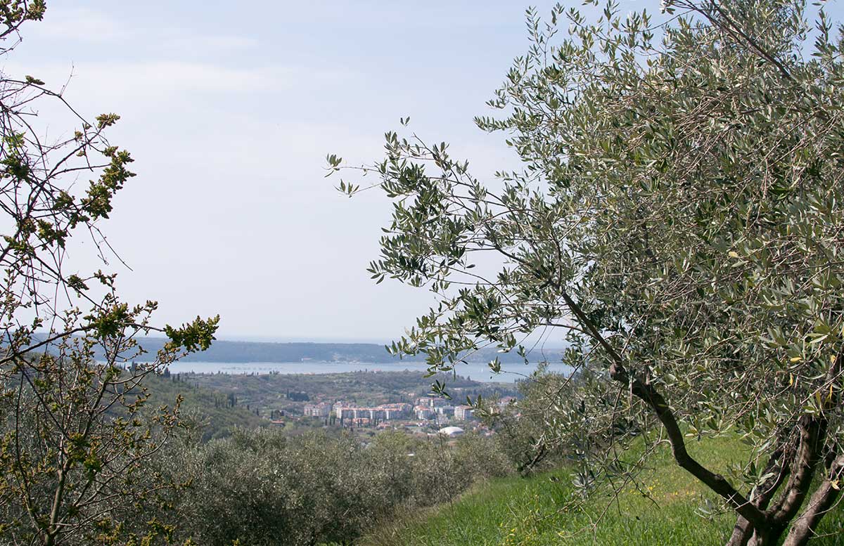 Ausflug nach Koper und Besuch des Hotel Bernardin Olivenbaum hain blick zu meer
