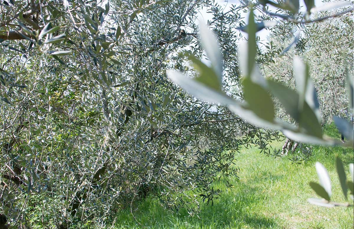 Ausflug nach Koper und Besuch des Hotel Bernardin Olivenbaum detail