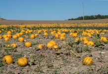 Ausflug zur Burg Falkenstein und E-Bike Tour in Poysdorf Ausflug-zur-Burg-Falkenstein-und-E-Bike-Tour-in-Poysdorf-kürbisfeld-groß