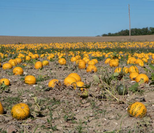 Ausflug zur Burg Falkenstein und E-Bike Tour in Poysdorf Ausflug-zur-Burg-Falkenstein-und-E-Bike-Tour-in-Poysdorf-kürbisfeld-groß