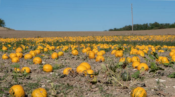 Ausflug zur Burg Falkenstein und E-Bike Tour in Poysdorf Ausflug-zur-Burg-Falkenstein-und-E-Bike-Tour-in-Poysdorf-kürbisfeld-groß