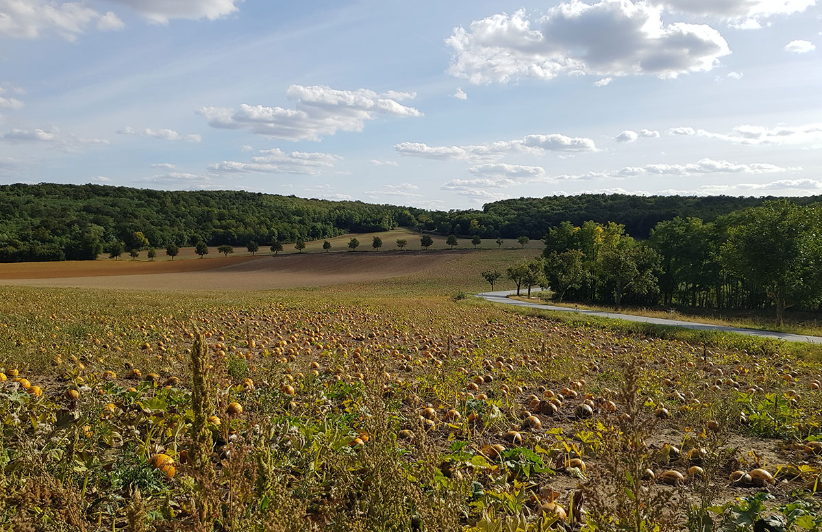 Ausflug-zur-Burg-Falkenstein-und-E-Bike-Tour-in-Poysdorf-kürbisfeld