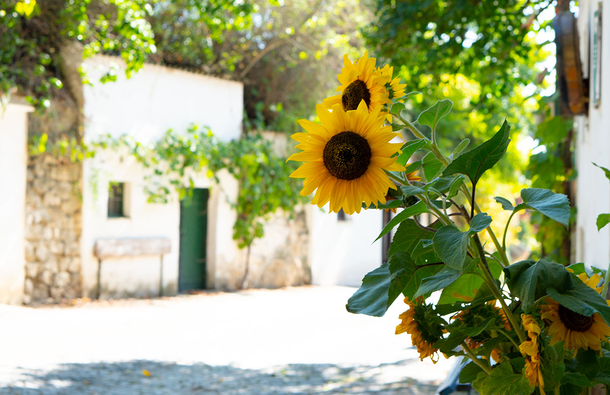 Ausflug-zur-Burg-Falkenstein-und-E-Bike-Tour-in-Poysdorf-sonnenblume