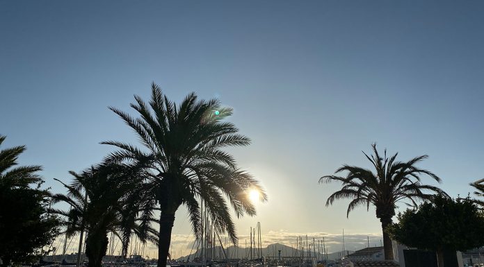 Ausflug zur schönsten Bucht in Pollensa Ausflug-zur-schönsten-Bucht-in-Pollensa-palmen