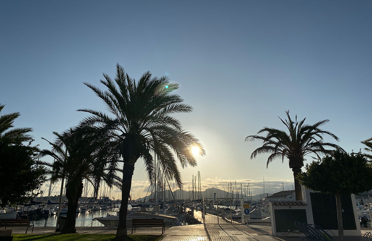 Ausflug-zur-schönsten-Bucht-in-Pollensa-palmen