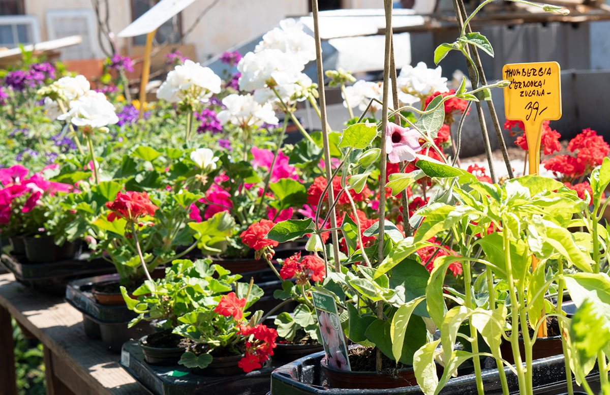 Ausflugsziele-für-Familien-in-Südmähren-blumen-verkauf
