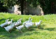 Ausflugsziele für Familien in Südmähren Ausflugsziele-für-Familien-in-Südmähren-gänse