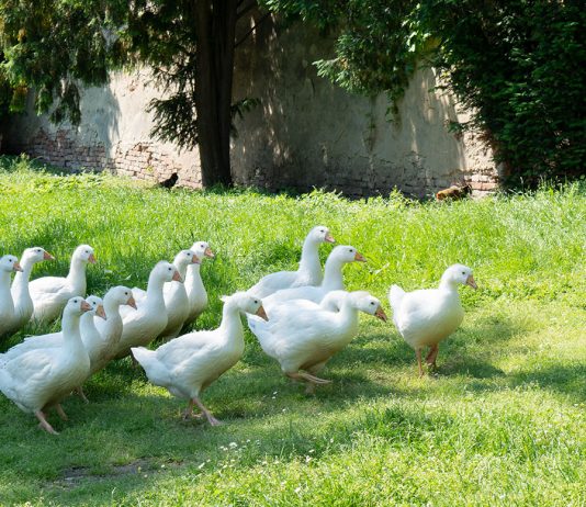 Ausflugsziele für Familien in Südmähren Ausflugsziele-für-Familien-in-Südmähren-gänse