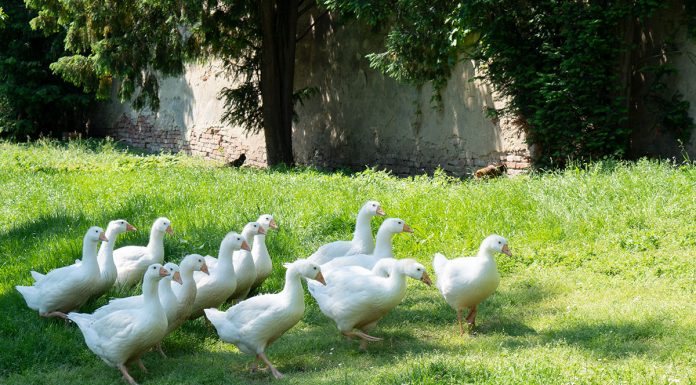Ausflugsziele für Familien in Südmähren Ausflugsziele-für-Familien-in-Südmähren-gänse