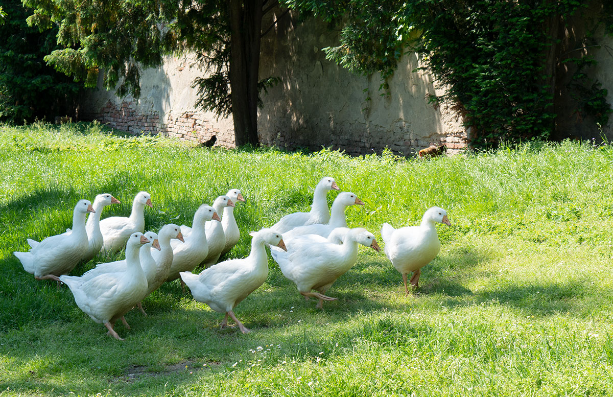 Ausflugsziele-für-Familien-in-Südmähren-gänse