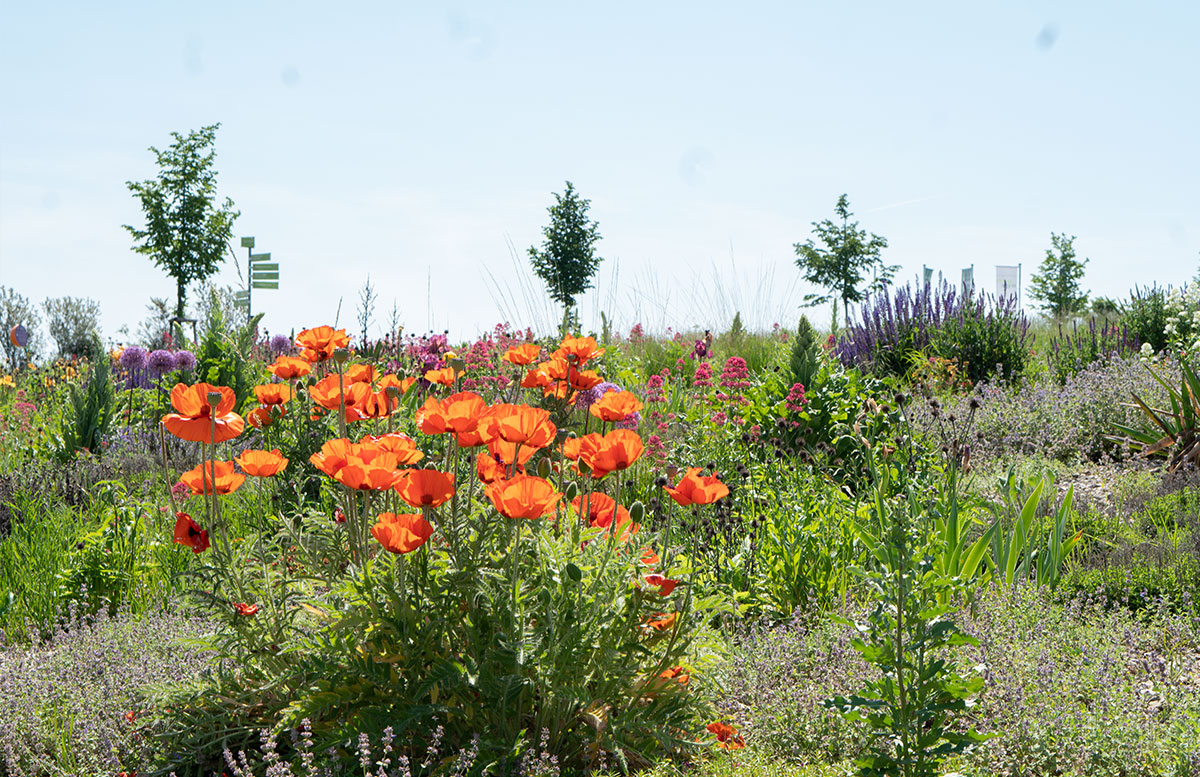 Ausflugsziele-für-Familien-in-Südmähren-mohnblumen
