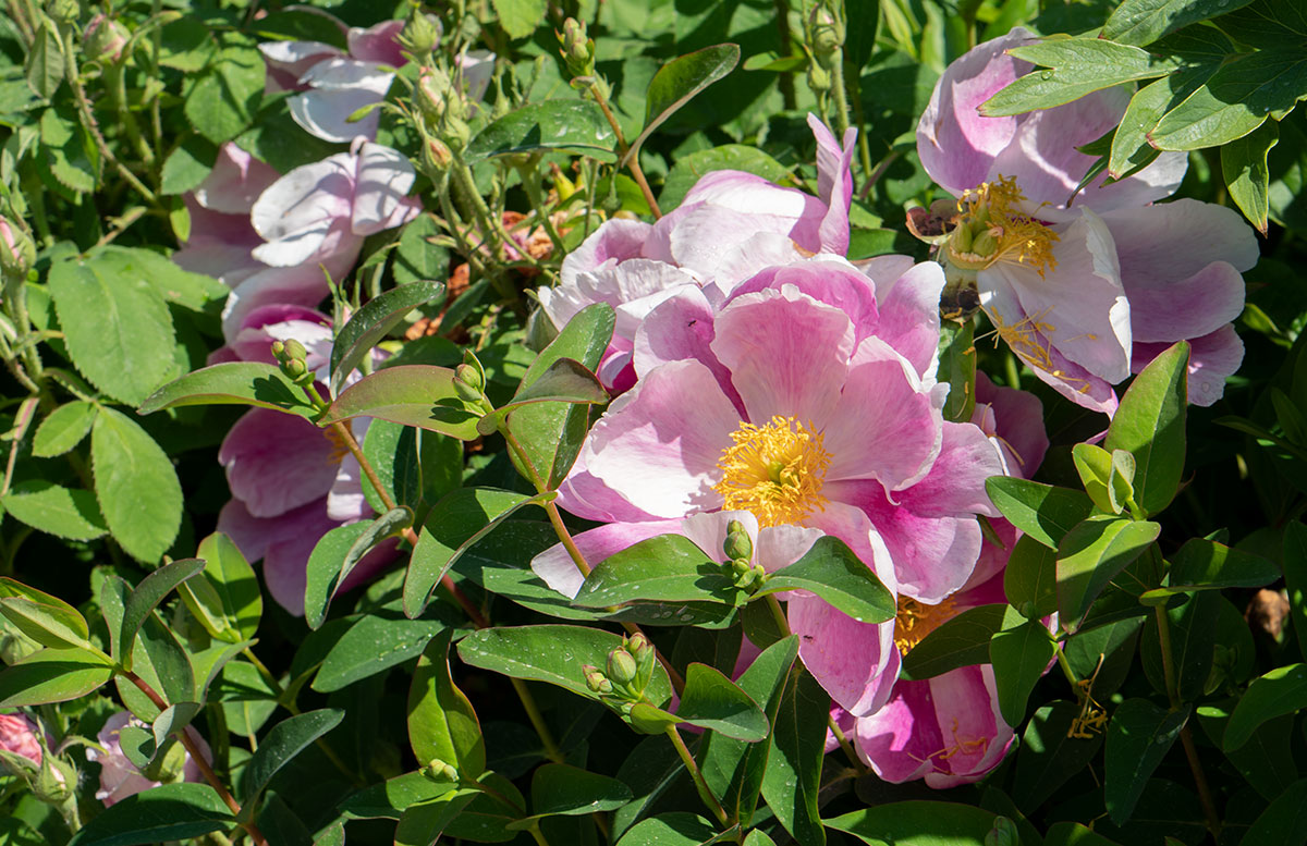 Ausflugsziele-für-Familien-in-Südmähren-rosa-blume