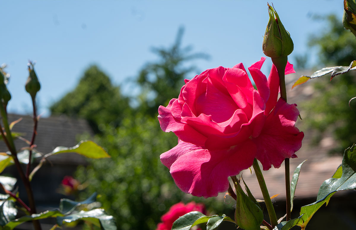 Ausflugsziele-für-Familien-in-Südmähren-rosa-rose
