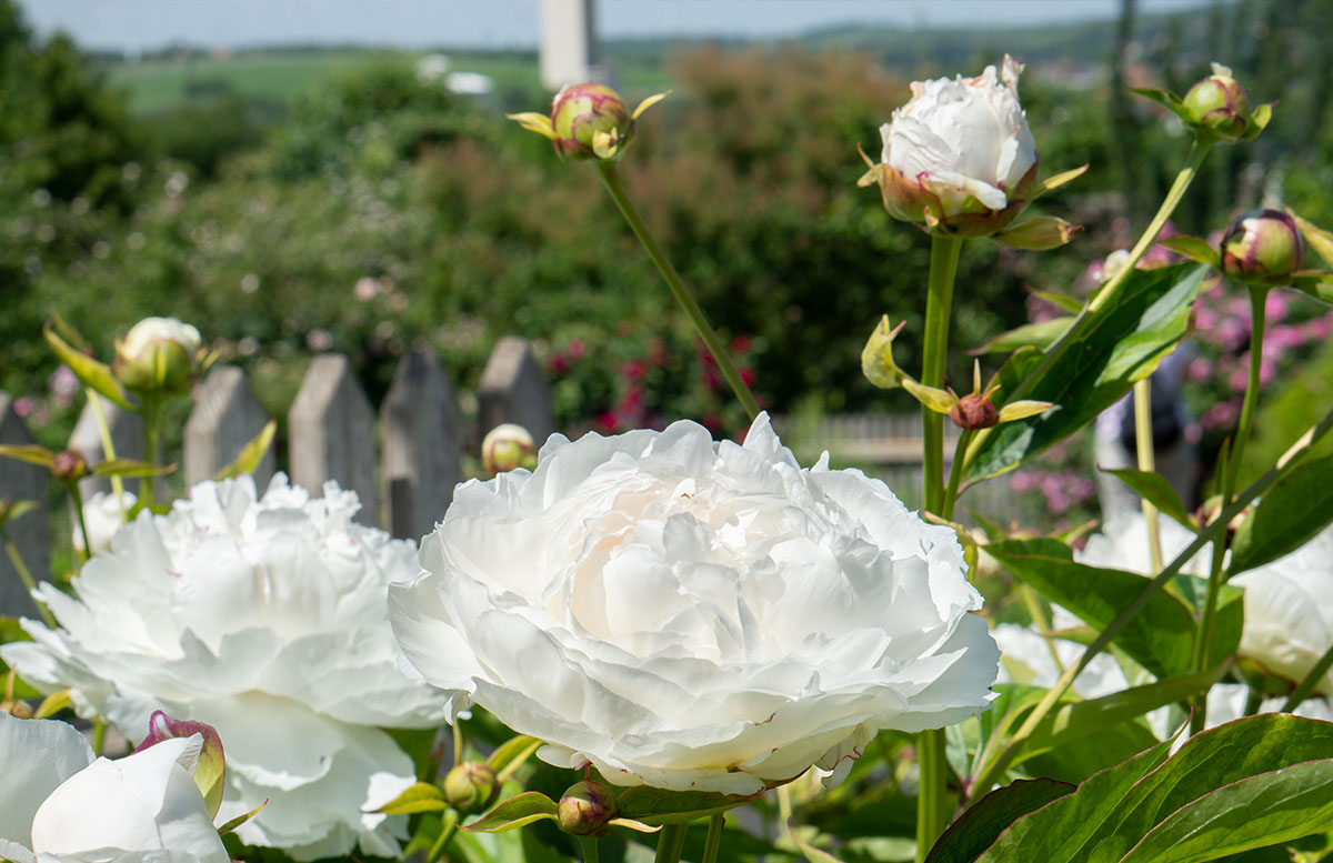 Ausflugsziele-für-Familien-in-Südmähren-rosen
