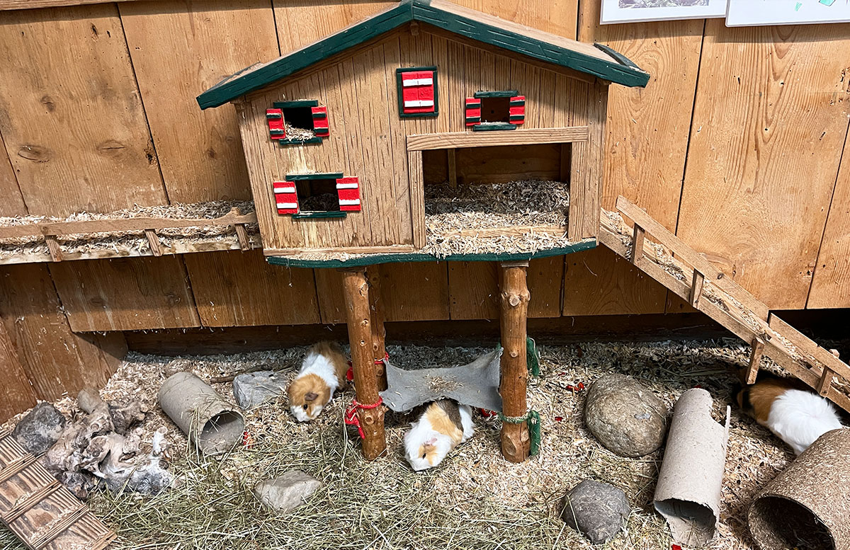 Babymoon-im-Ebner's-Waldhof-am-See-meerschweinchen