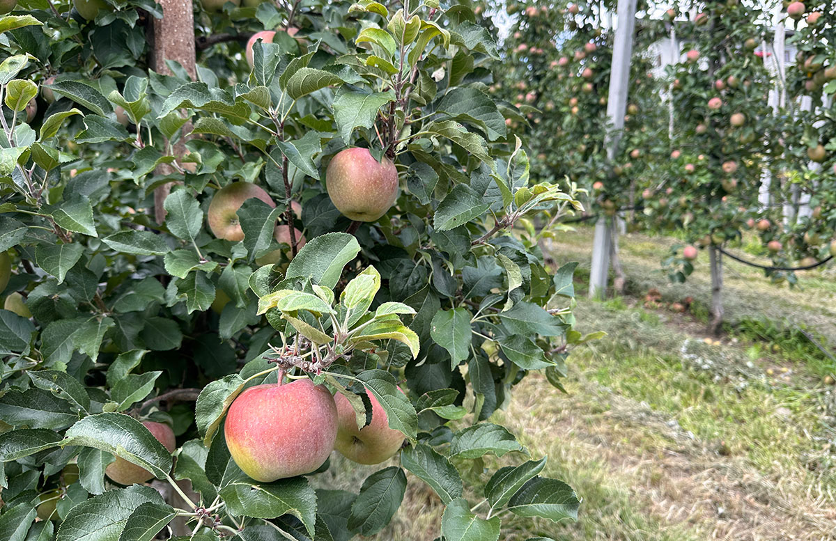 Bauernhof-Urlaub-Roter-Hahn-am-Feilerhof-apfelsaft