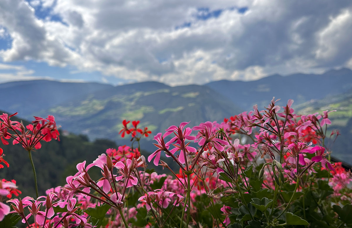Bauernhof-Urlaub-Roter-Hahn-am-Feilerhof-bauernhod