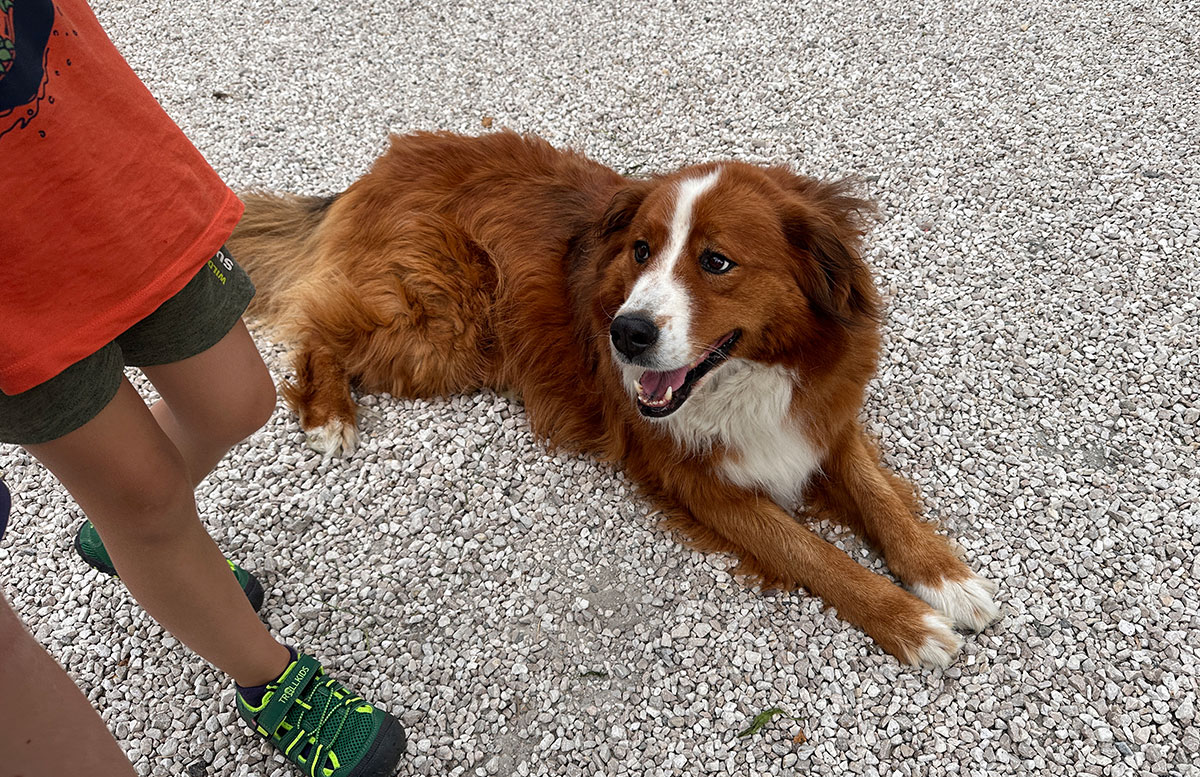 Bauernhof-Urlaub-Roter-Hahn-am-Feilerhof-hund