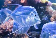 Das Haus der Natur in Salzburg City-Trip-nach-Salzburg-ins-Haus-der-Natur-fisch-aquarium