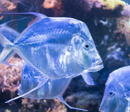 Das Haus der Natur in Salzburg City-Trip-nach-Salzburg-ins-Haus-der-Natur-fisch-aquarium