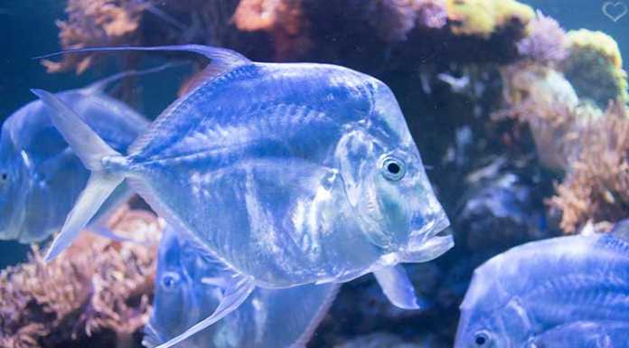 Das Haus der Natur in Salzburg City-Trip-nach-Salzburg-ins-Haus-der-Natur-fisch-aquarium