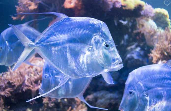 Das Haus der Natur in Salzburg City-Trip-nach-Salzburg-ins-Haus-der-Natur-fisch-aquarium