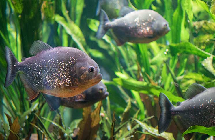 City-Trip-nach-Salzburg-ins-Haus-der-Natur-fische-im-aquarium