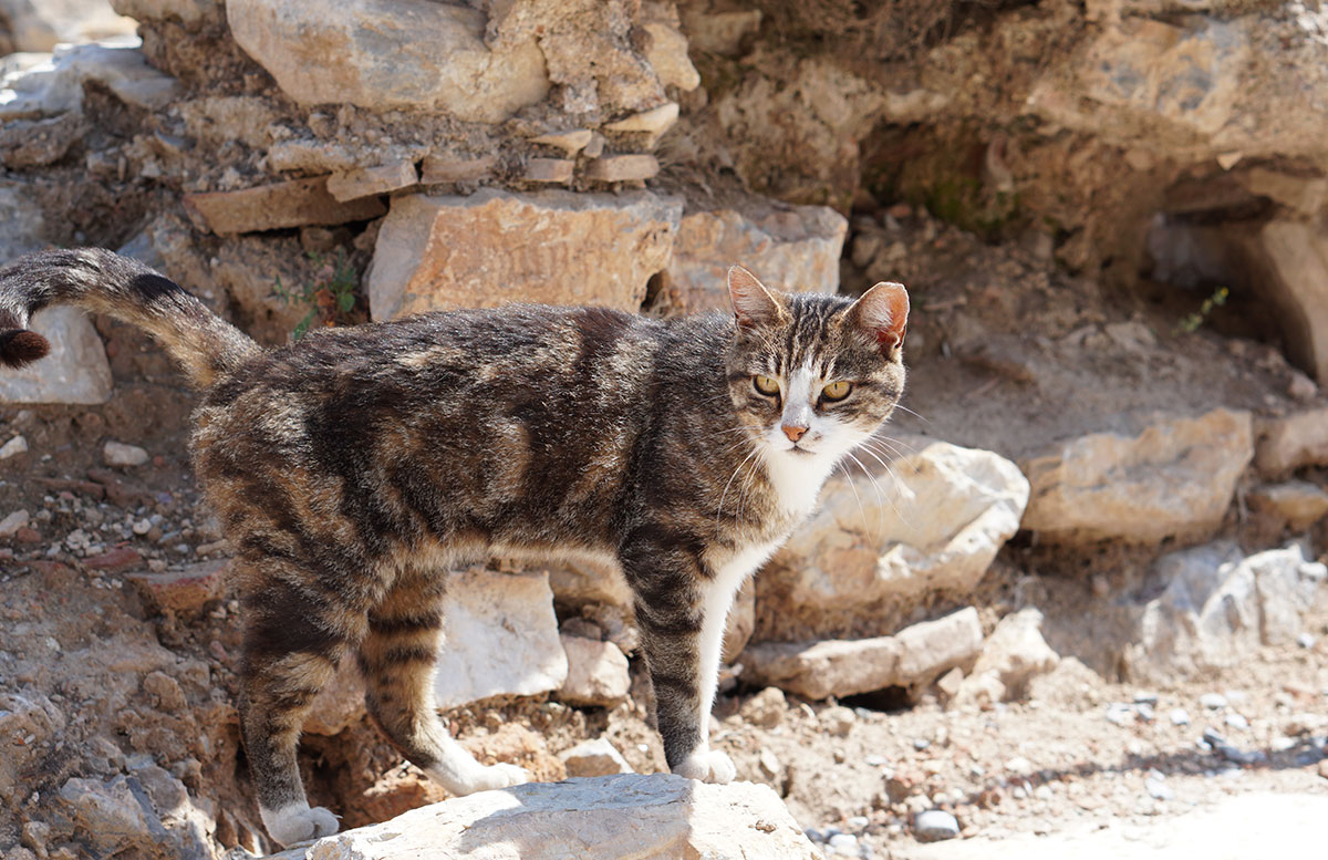 Die-Ruinen-von-Ephesos-katze