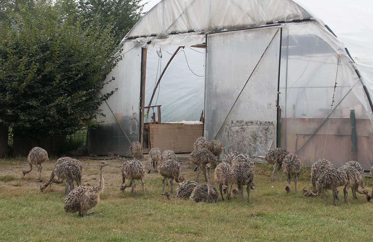 Die Straußenfarm am Lindenhof in Auffen eingang straußendamen nachwuchs