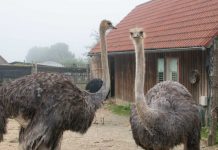 Die Straußenfarm am Lindenhof in Auffen
