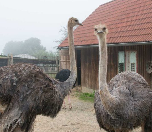 Die Straußenfarm am Lindenhof in Auffen