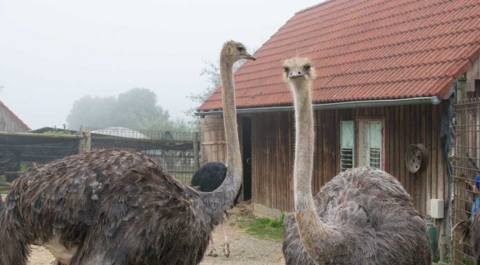 Die Straußenfarm am Lindenhof in Auffen
