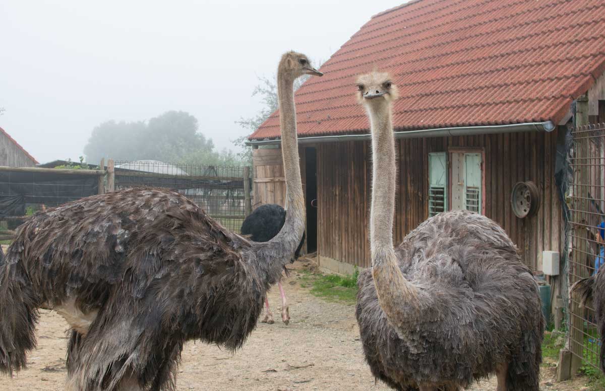 Die Straußenfarm am Lindenhof in Auffen eingang straußendamen