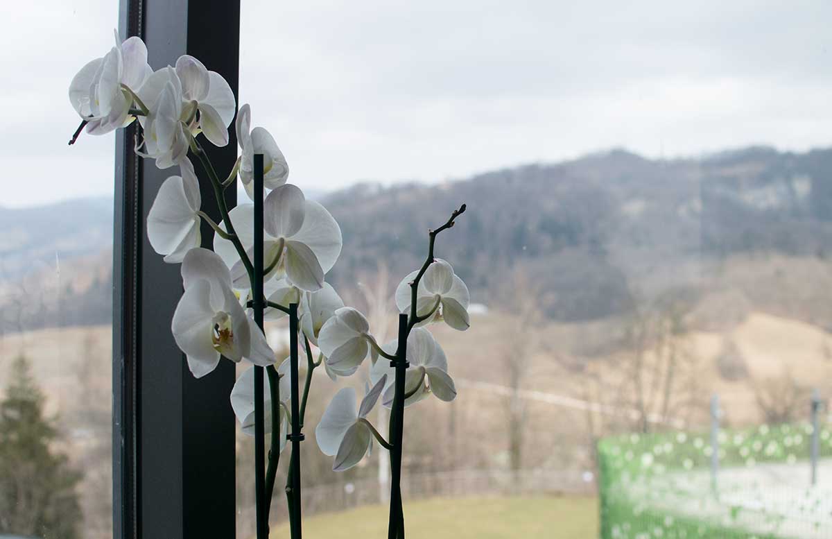 die römische Therme - Rimske Terme in Rimske Toplice orchidee aussicht