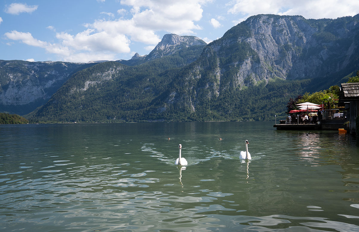 Ein Spaziergang durch Hallstatt im Salzkammergut schwäne