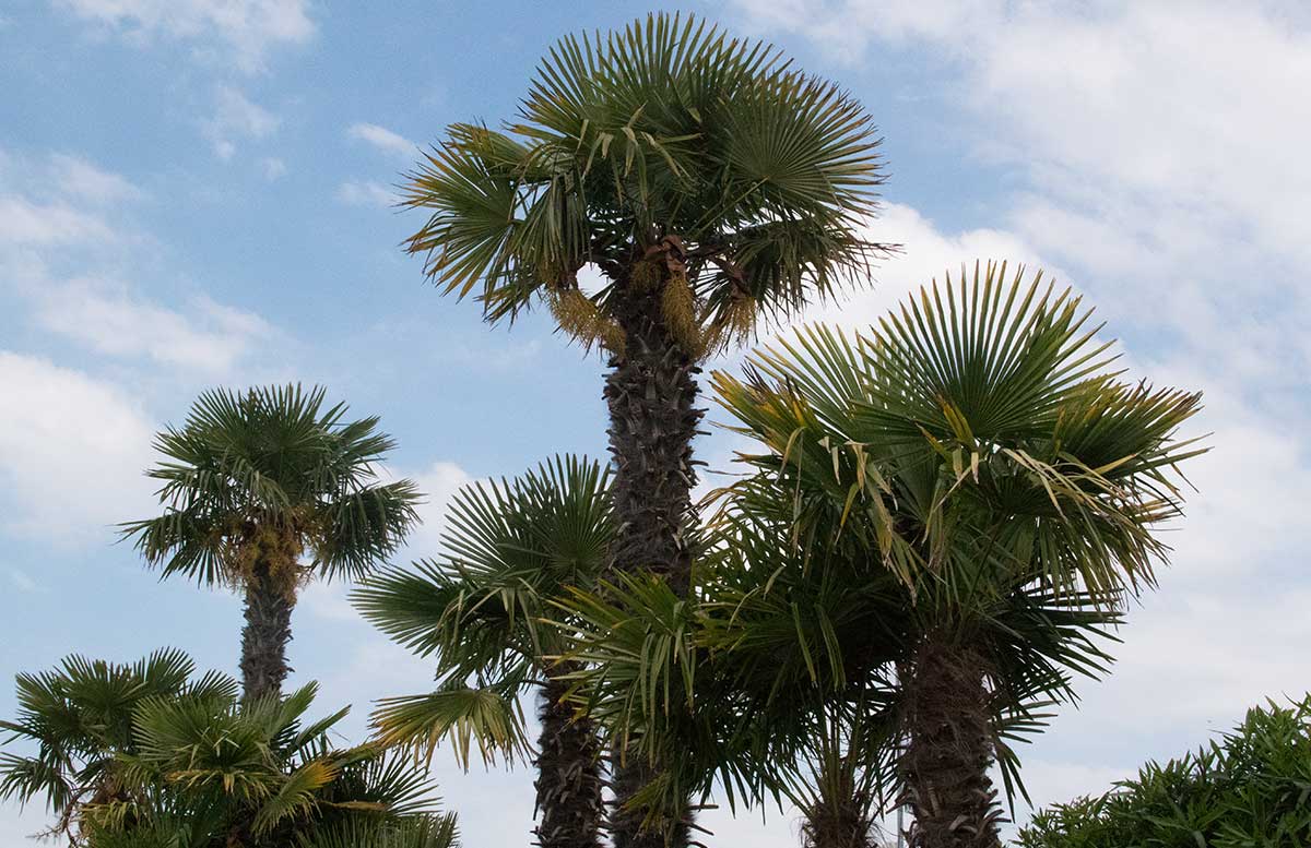 Europa Camping Village Cavallino Venezia viel grün palmen