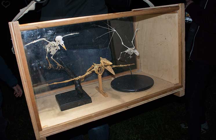 Ausflug zum Bauernhof und Fledermaussuche-fledermaus-skelett